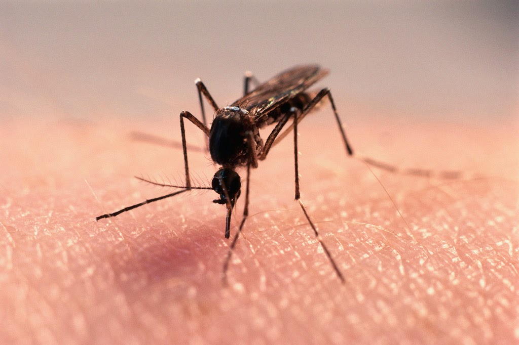 sivrisinek-(1).jpg