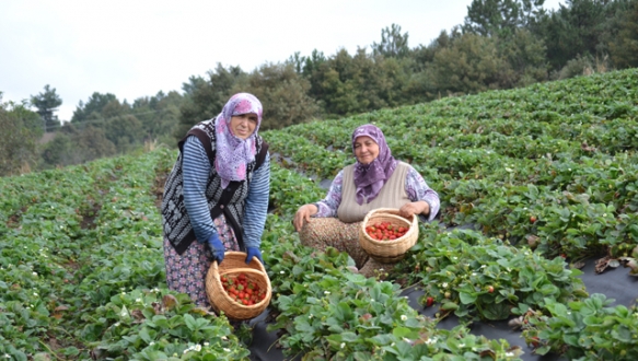 Çilek çiftçinin umudu oldu
