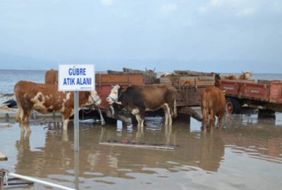 Fırtına hayvan pazarını yıktı, inekler ortada kaldı