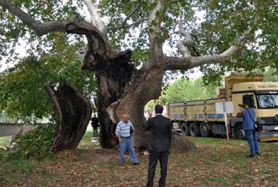 Bin 257 yıllık tarihi çınar tedavi edilecek