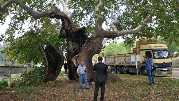 Bin 257 yıllık tarihi çınar tedavi edilecek Bin 257 yıllık tarihi çınar tedavi edilecek