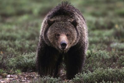 Uludağ`da esnafın başı ayılarla dertte