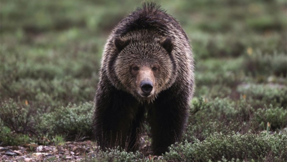Uludağ`da esnafın başı ayılarla dertte