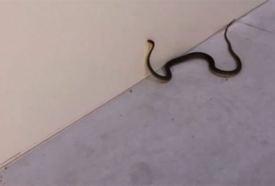 Fabrikada yılan paniği