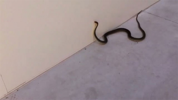 Fabrikada yılan paniği