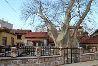 Bin 257 yıllık çınar fırtınaya dayanamadı