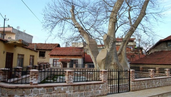 Bin 257 yıllık çınar fırtınaya dayanamadı