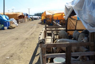 Osmangazi Belediyesi 3 kurban pazarı kurdu