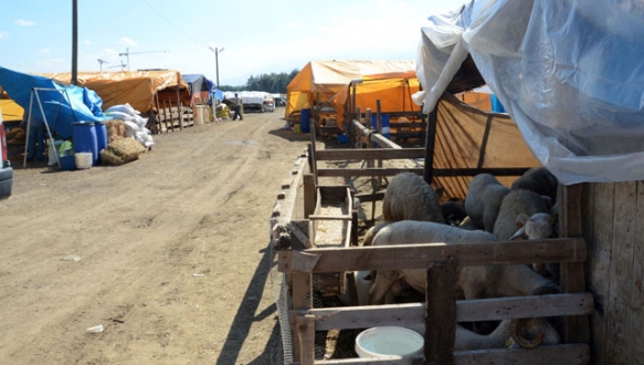 Osmangazi Belediyesi 3 kurban pazarı kurdu