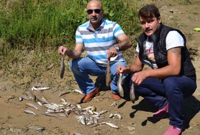 Yenişehir’de toplu balık ölümleri devam ediyor