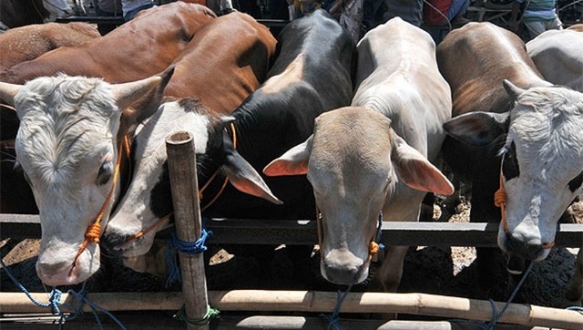 Kurban seçerken bunlara dikkat Kurban seçerken bunlara dikkat