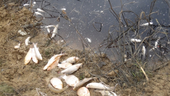 Kalburt Deresi`ndeki balık ölümleri korkuttu