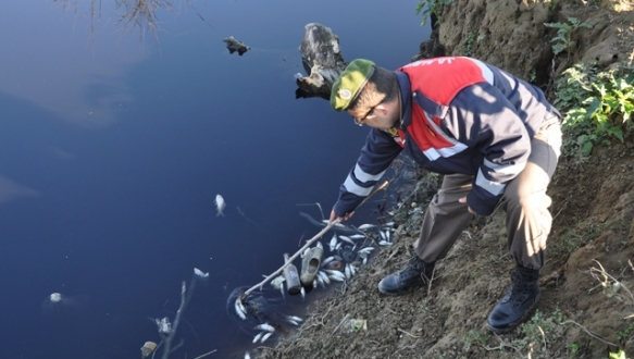Balık ölümleri harekete geçirdi