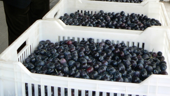 Buruk sezonda alımlar başladı