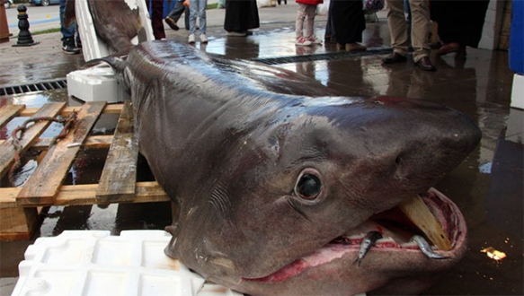 Karacabey Boğazı’nda yakalandı