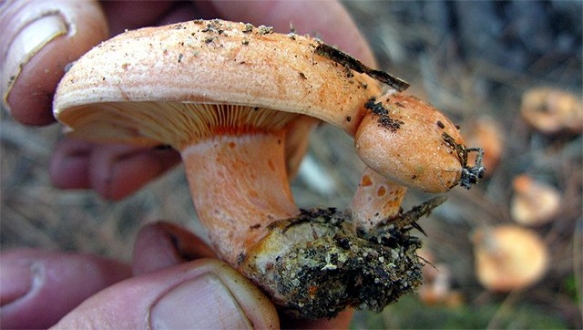 Pazardan aldığı mantar zehirledi!