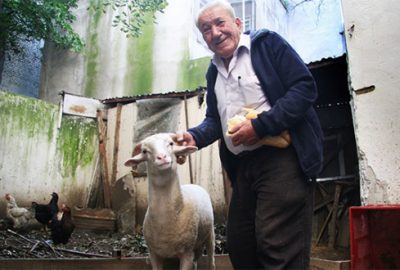 Kesmeye kıyamadı, yeni koç aldı