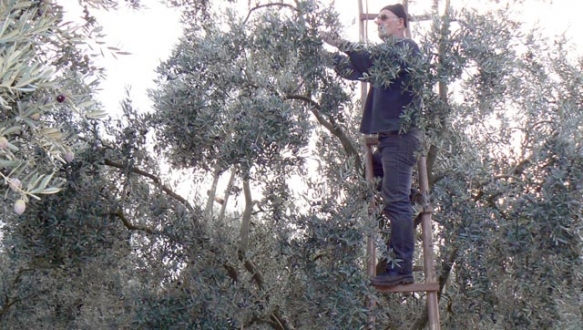 Zeytin üreticisi zor durumda