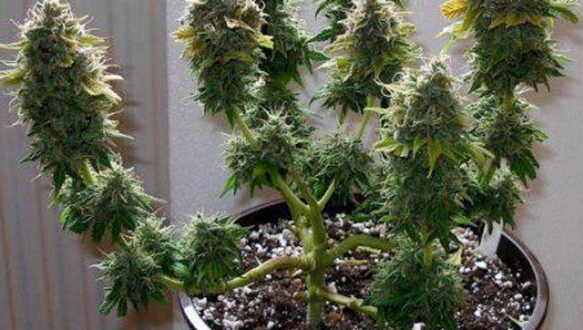 Pes dedirten paylaşım!