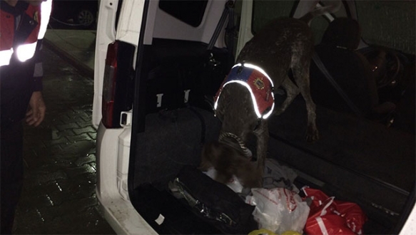 Varis’ten kaçmadı! Varis’ten kaçmadı!