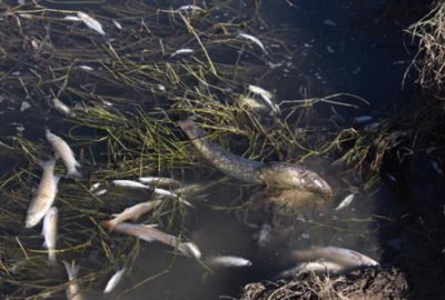 Simav Çayı`nda toplu balık ölümleri korkutuyor