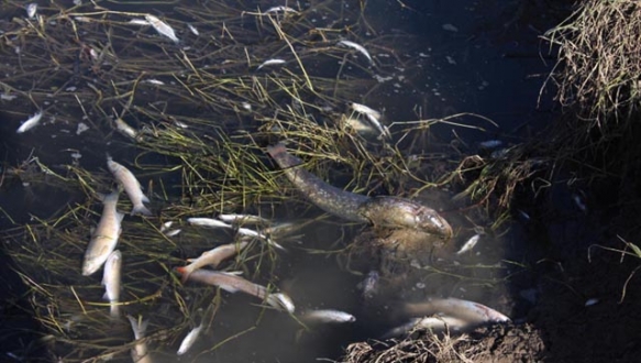 Simav Çayı`nda toplu balık ölümleri korkutuyor Simav Çayı`nda toplu balık ölümleri korkutuyor