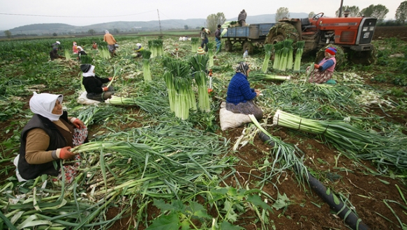 Ekimler azaldı fiyatlar yükseldi