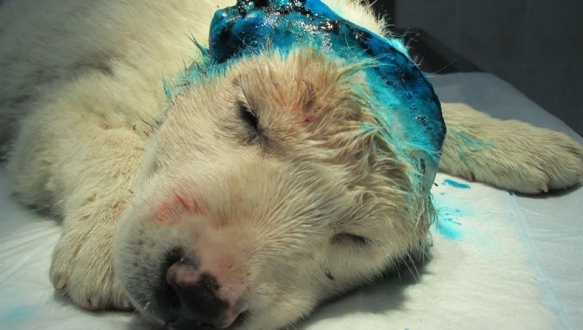 Yavru köpeğin kulaklarını kestiler