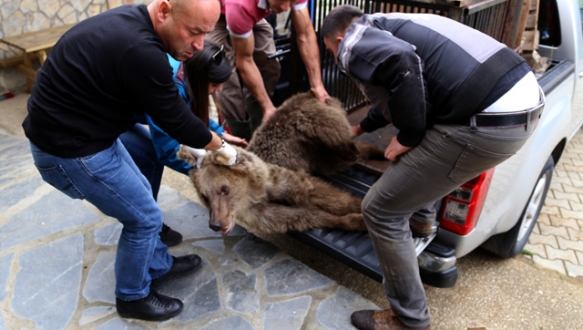 Yaralı ayı Bursa`da tedavi edildi