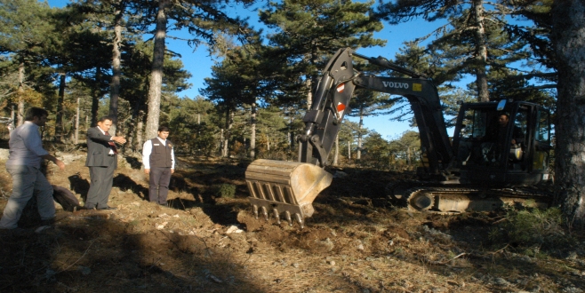 Orman gençleştirme çalışmaları hızlandı