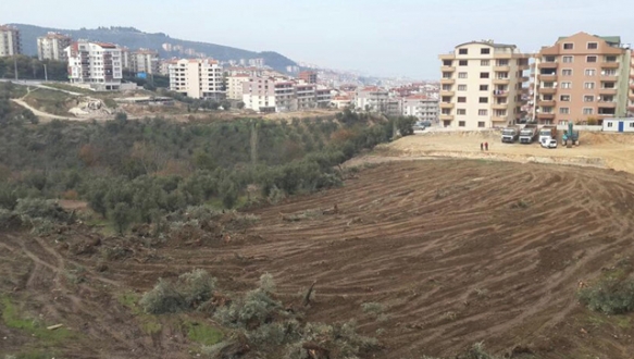 Kesilen zeytin ağaçları tepkiye neden oldu