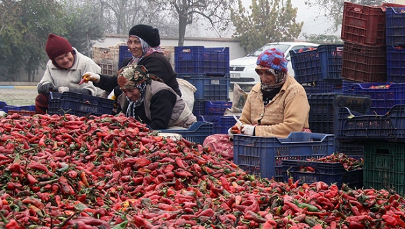Hollanda`ya 190 ton salça gönderildi
