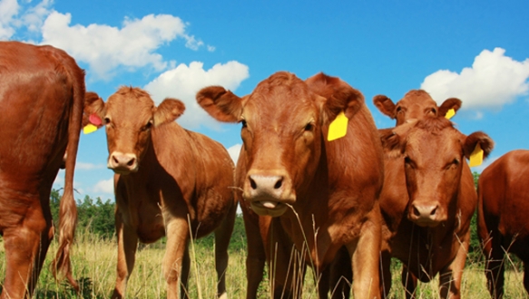 5 bin besilik sığır Türkiye`de