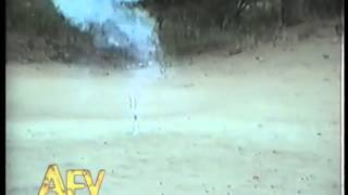 Hayvanlar eğitmek bazen problem yaratabilir