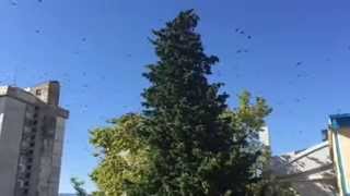 Ağır çekimde kuşların ağaçtan ayrılışı