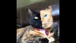 Dünyanın en tuhaf kedisi