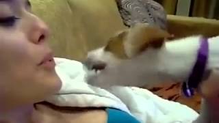 Kızın dudakları için çıldıran köpek