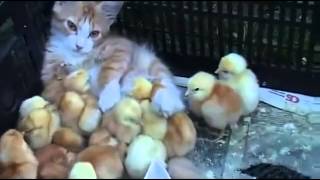 Civcivlere annelik yapan kedi!