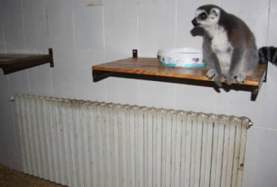 Tropikal hayvanlara kaloriferli ısıtma