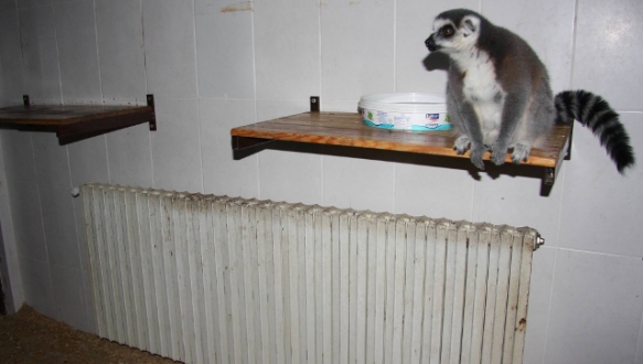 Tropikal hayvanlara kaloriferli ısıtma Tropikal hayvanlara kaloriferli ısıtma