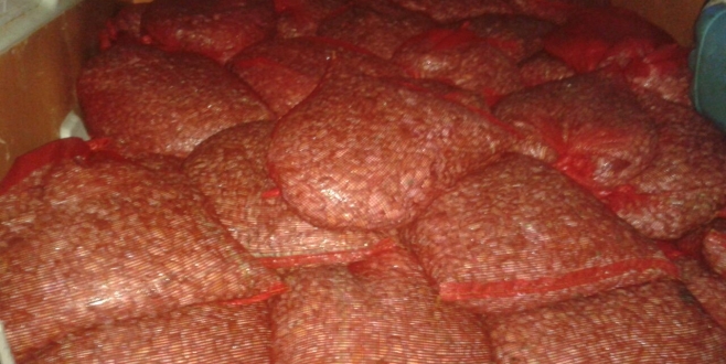 Bursa`da 900 kilo kum midyesi ele geçirildi