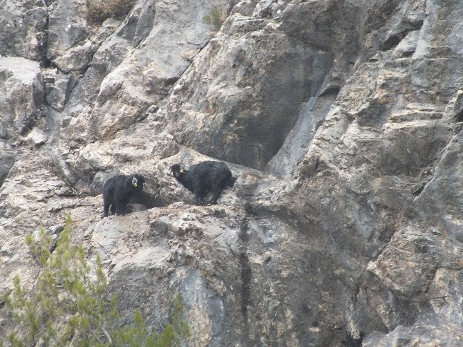 Mahsur kalan keçiler için seferber oldular