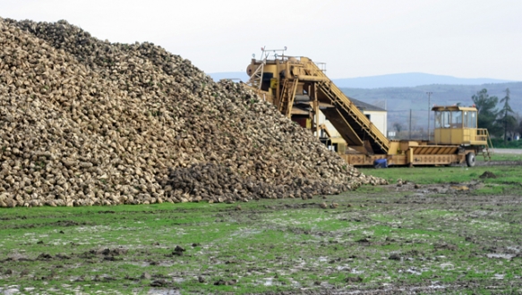Pancar üreticisine `nem` darbesi Pancar üreticisine `nem` darbesi