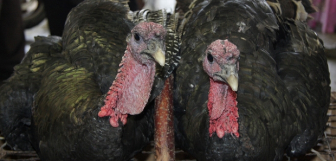 150 liraya yılbaşı hindisi 150 liraya yılbaşı hindisi