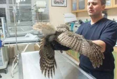 Sağlığına kavuşan baykuş özgürlüğe kanat çırptı