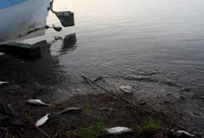 Yüzlerce ölü balık ve kuş kıyıya vurdu