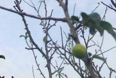 Bursa’da erik ağacı mevsimi şaşırdı