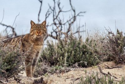 Bursa’da yaban kedisi objektiflere takıldı