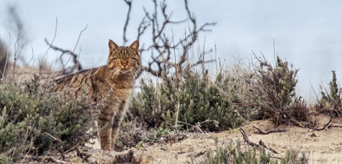 Bursa’da yaban kedisi objektiflere takıldı