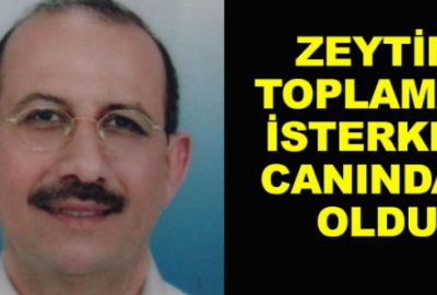 Zeytin toplamak için çıktığı kamelya çökünce öldü